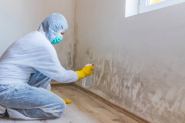 Licensed Attic Mold Remediation service in Salem, VA - Car Mold Remediation