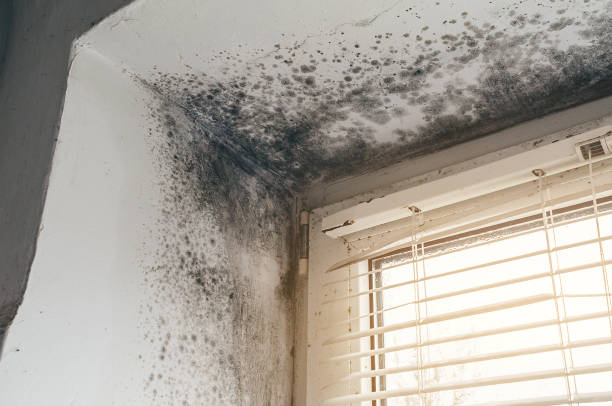 Affordable Attic Mold Remediation solutions in Salem, VA